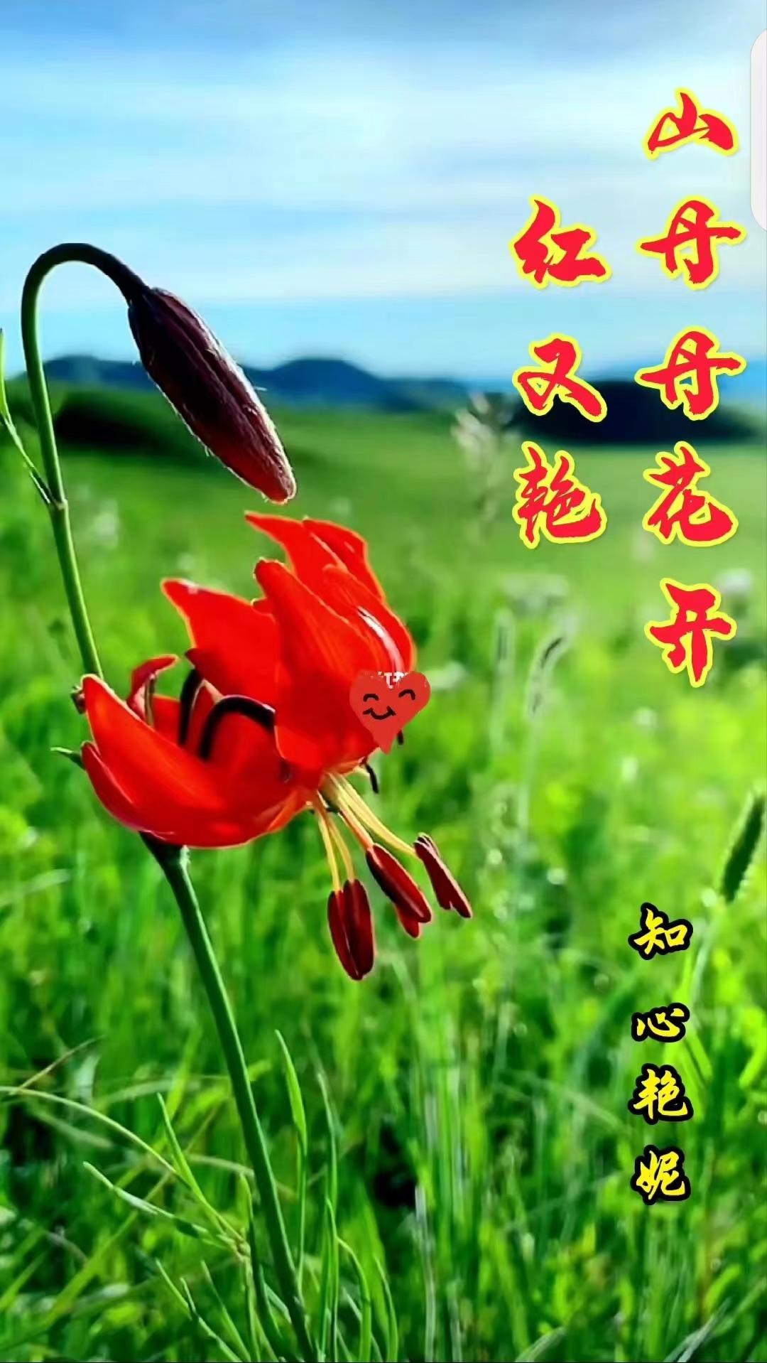 山丹丹开花红艳艳歌词